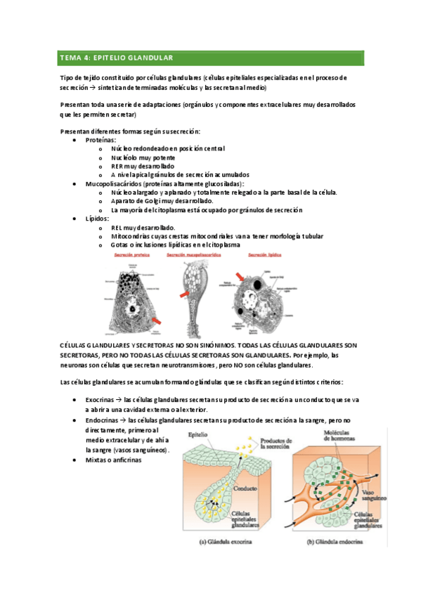 Miniatura del documento HISTOLOGIA-epitelio-glandular.pdf