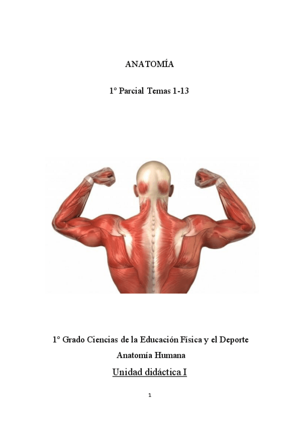 Miniatura del documento Anatomia-Humana-apuntes.pdf