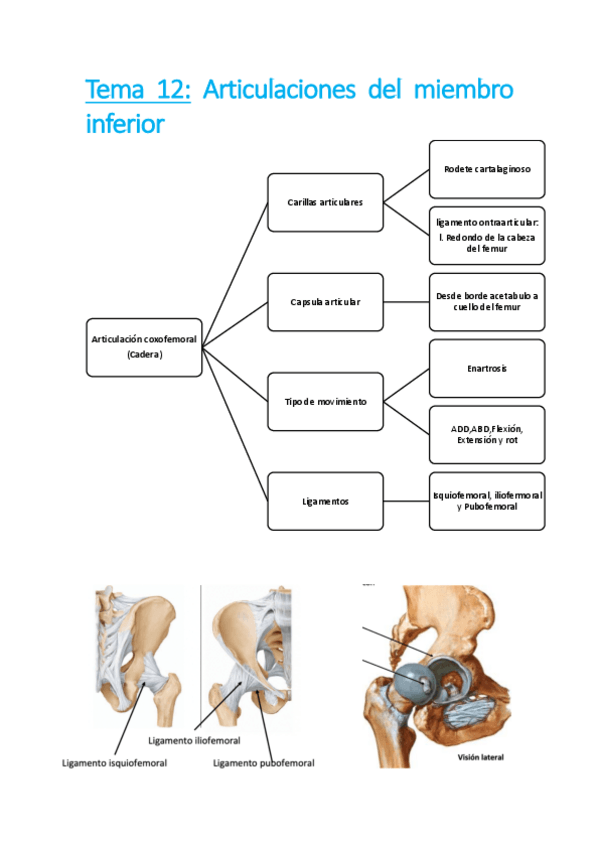 Miniatura del documento resumenes-anatomia-2.pdf
