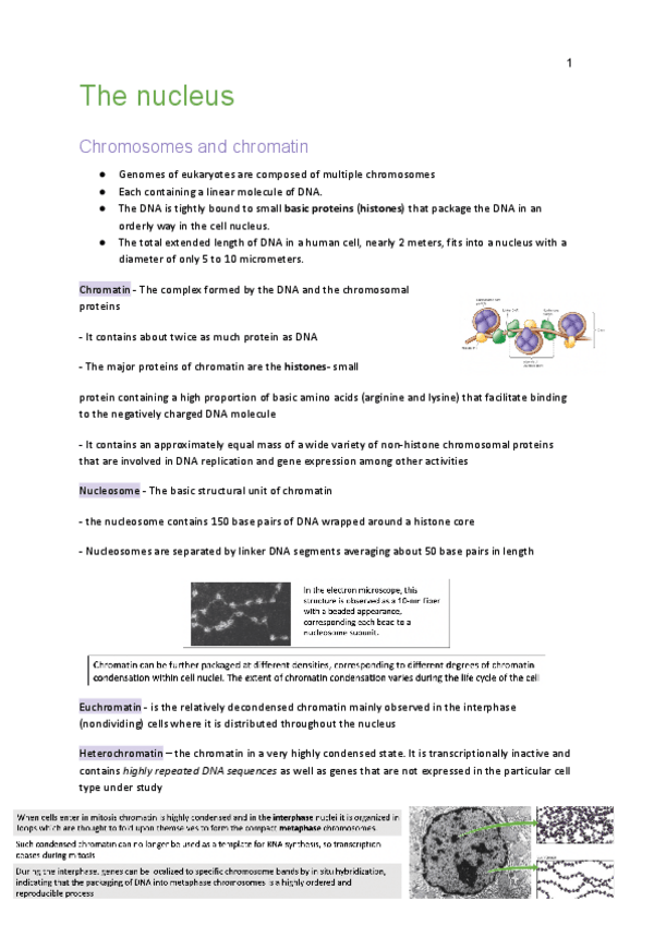 Miniatura del documento the-nucleus-tema-7.pdf