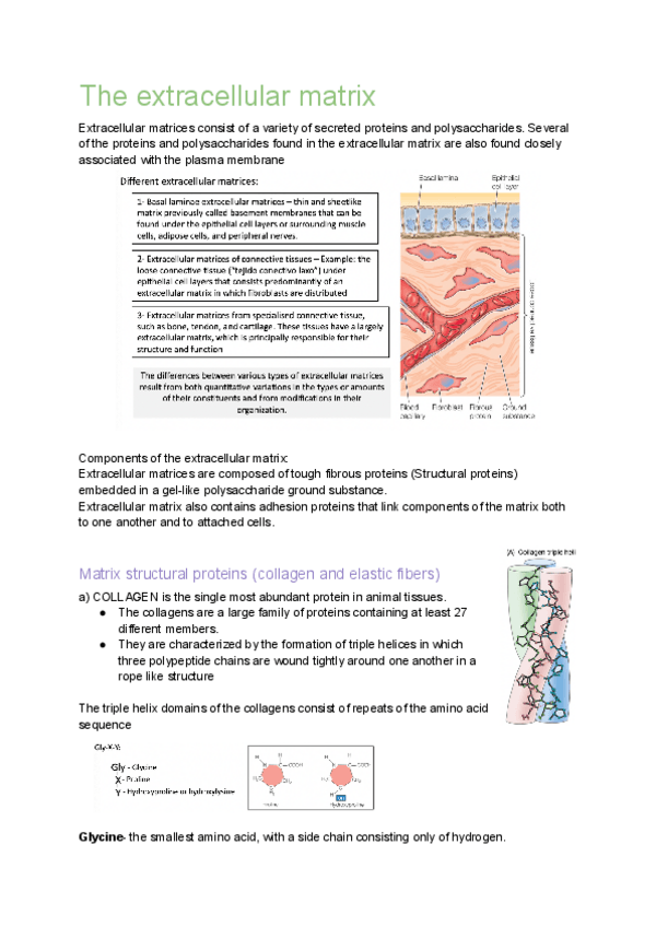 Miniatura del documento extracellular-matrix-tema-11.pdf