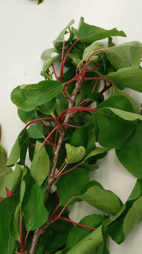 Miniatura del documento visu-lenosos.pdf