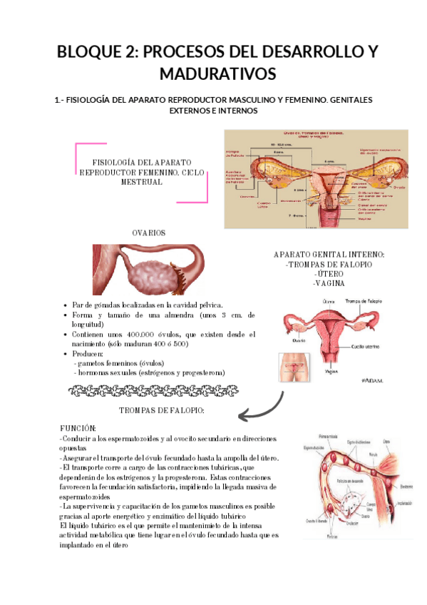 Miniatura del documento TEMA-2.pdf