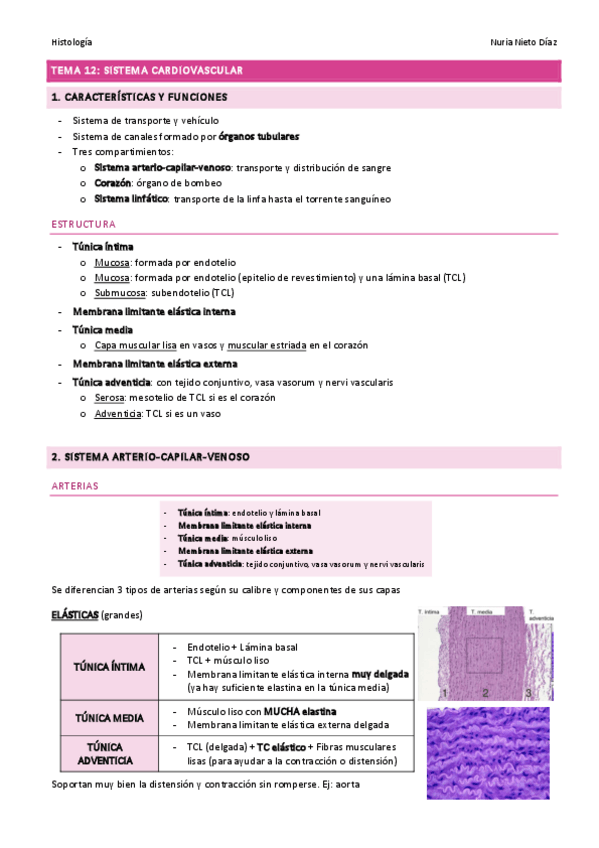 Miniatura del documento TEMA 12 - Sistema circulatorio