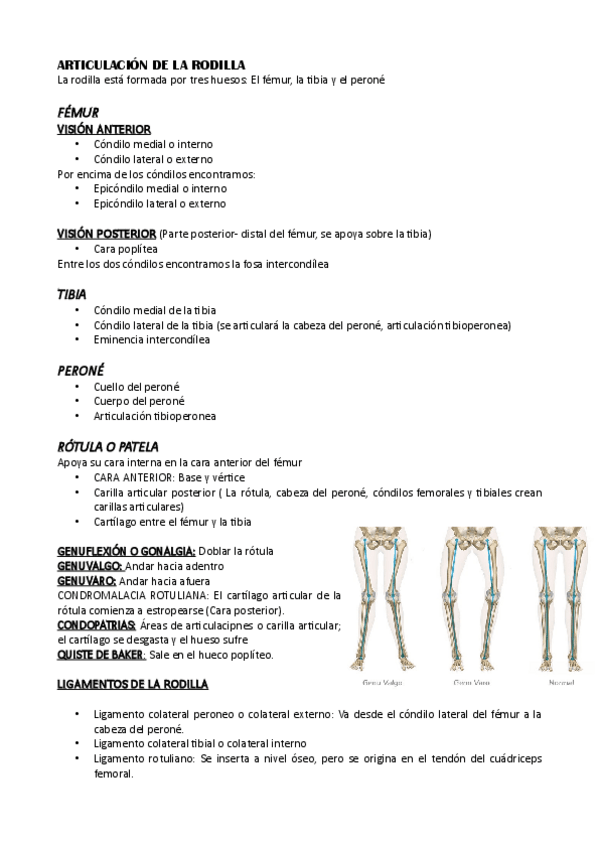 Miniatura del documento Articulacion-de-la-rodilla.pdf