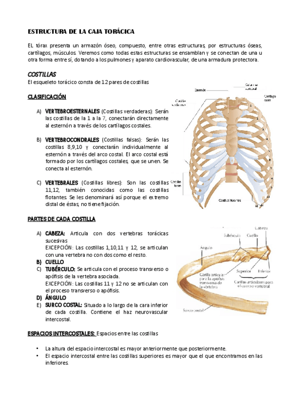 Miniatura del documento Costillas.pdf