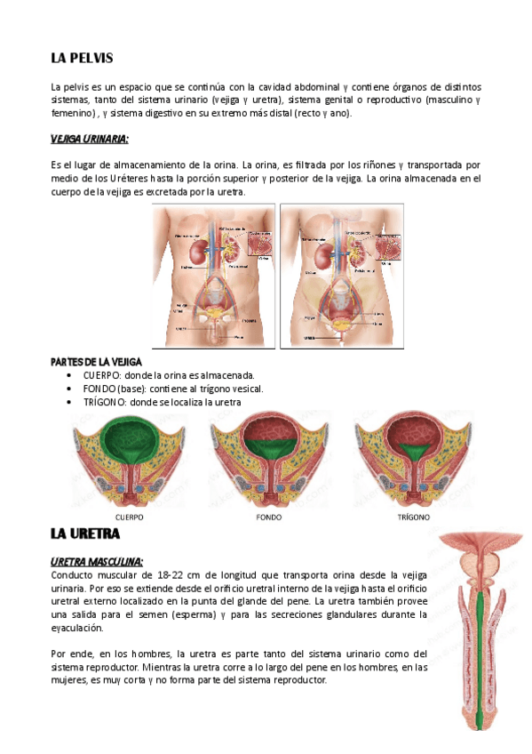 Miniatura del documento La-pelvis1.pdf