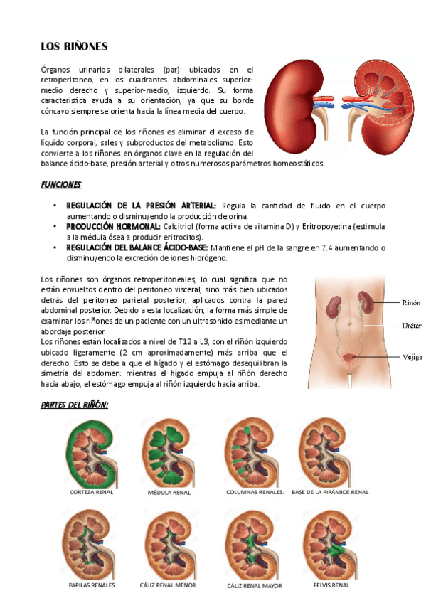 Miniatura del documento LOS-RINONES1.pdf
