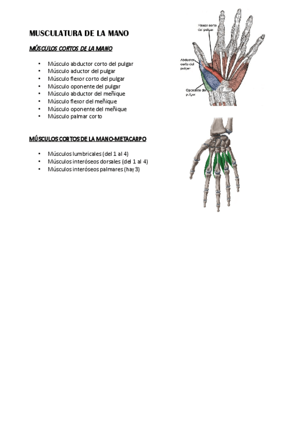Miniatura del documento Musculatura-de-la-mano.pdf