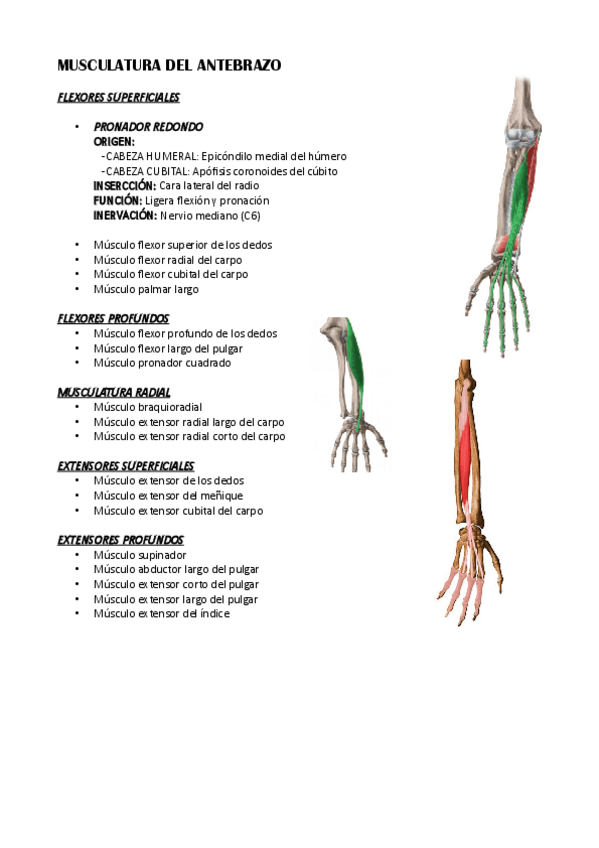 Miniatura del documento Musculatura-del-antebrazo.pdf