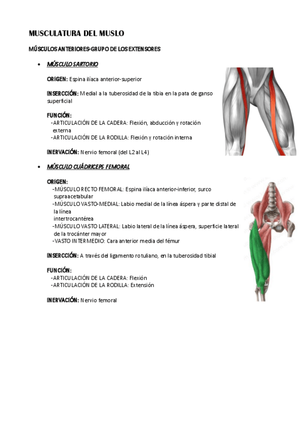 Miniatura del documento Musculatura-del-muslo.pdf