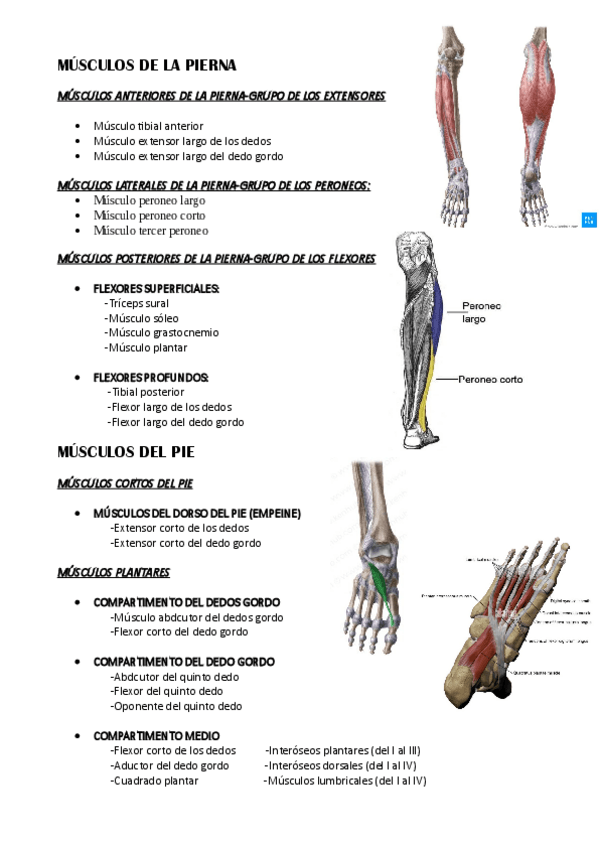 Miniatura del documento Musculos-de-la-pierna.pdf