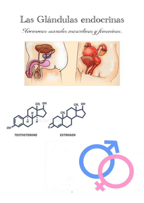 Miniatura del documento Las-Glandulas-endocrinas-Hormonas-sexuales-masculinas-y-femeninas.-Anais-Rosa-Boyer-1LabmA.pdf