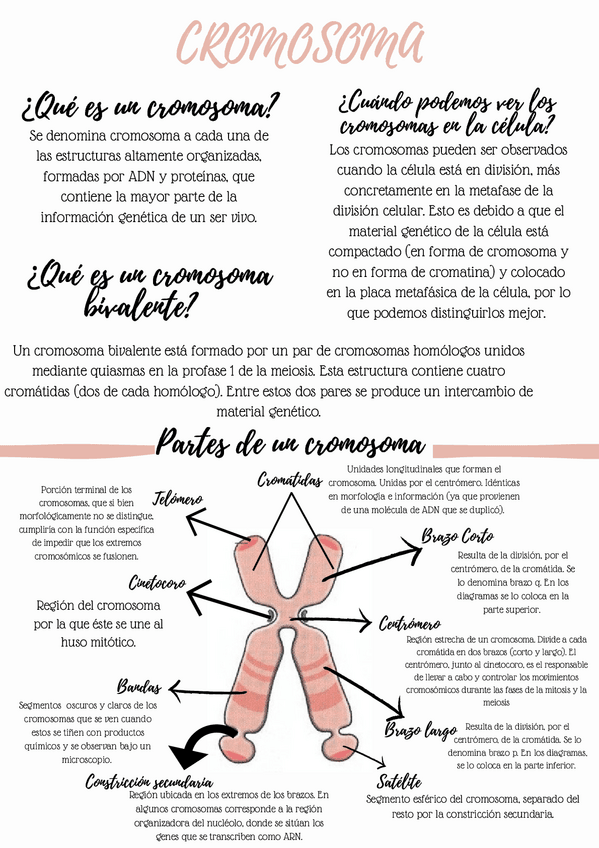 Miniatura del documento Infografia-cromosoma.-Anais-Rosa-Boyer-1Labm.pdf