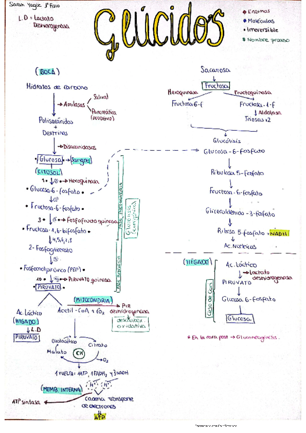 Miniatura del documento Metabolismo-Glucidos.pdf