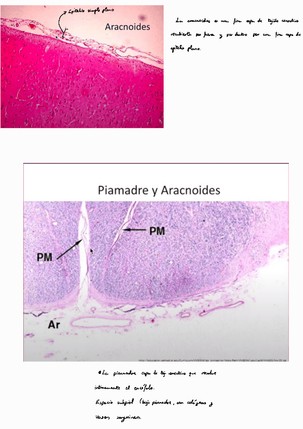 Miniatura del documento Histologia-Meninges.pdf