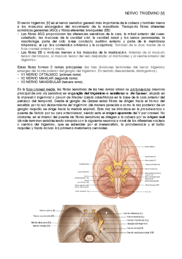 Miniatura del documento TEMA 29. TRIGÉMINO.pdf