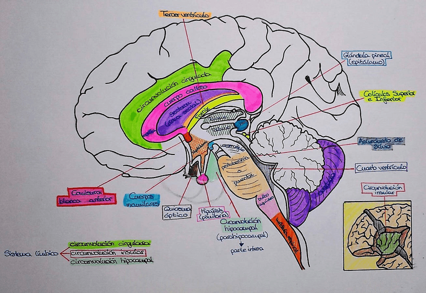 Miniatura del documento CORTE SAGITAL.jpg