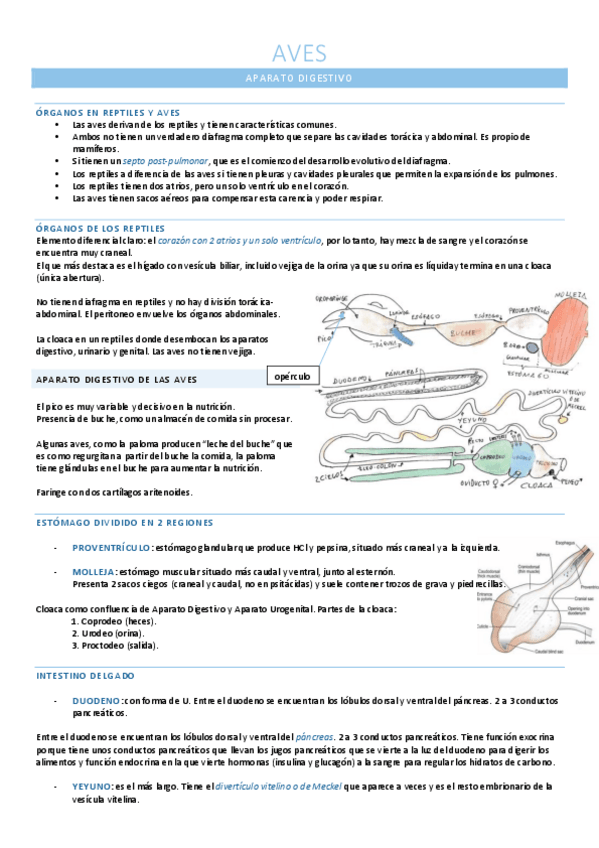 Miniatura del documento Digestivo y respiratorio AVES.pdf