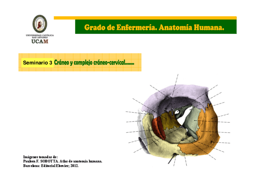 Miniatura del documento Seminario-3-Anatomia-2021.pdf