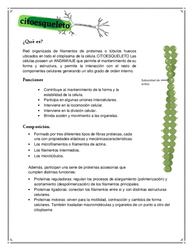 Miniatura del documento Citoesqueleto-guia.pdf