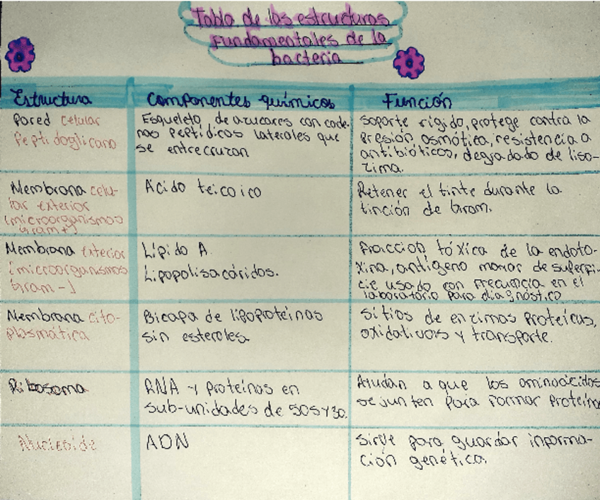 Miniatura del documento Estructuras-fundamentales-de-la-bacteria.pdf