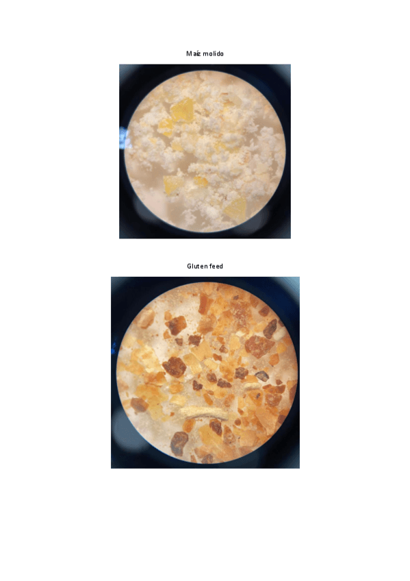 Miniatura del documento Practica-1-Todas-las-muestras.pdf