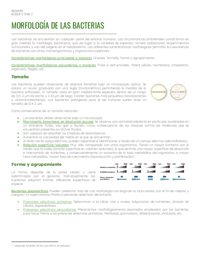 Miniatura del documento Bloque-2Tema-2-Morfologia-de-las-bacterias.pdf