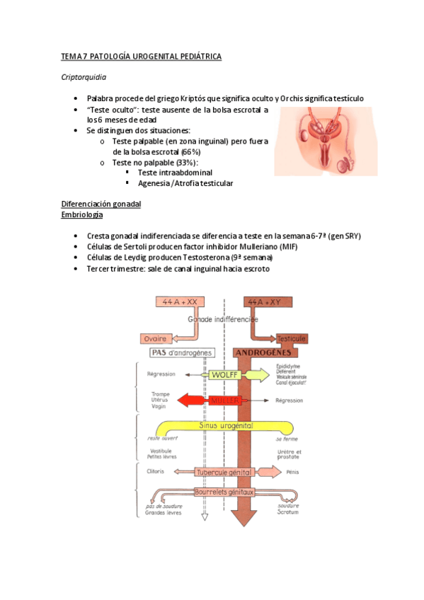 Miniatura del documento T7-Patologia-urogenital-pediatrica.pdf