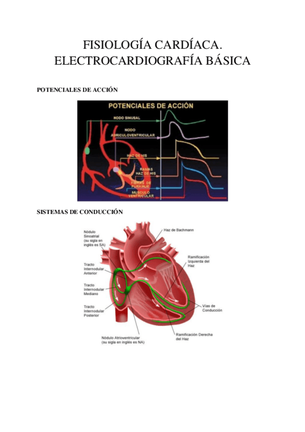 Miniatura del documento 7.-FISIOLOGIA-CARDIACA.-ELECTROCARDIOGRAFIA-BASICA.pdf