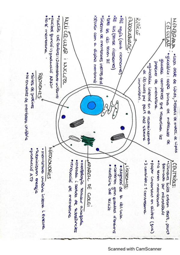 Miniatura del documento cellula-i-cromosomes.pdf