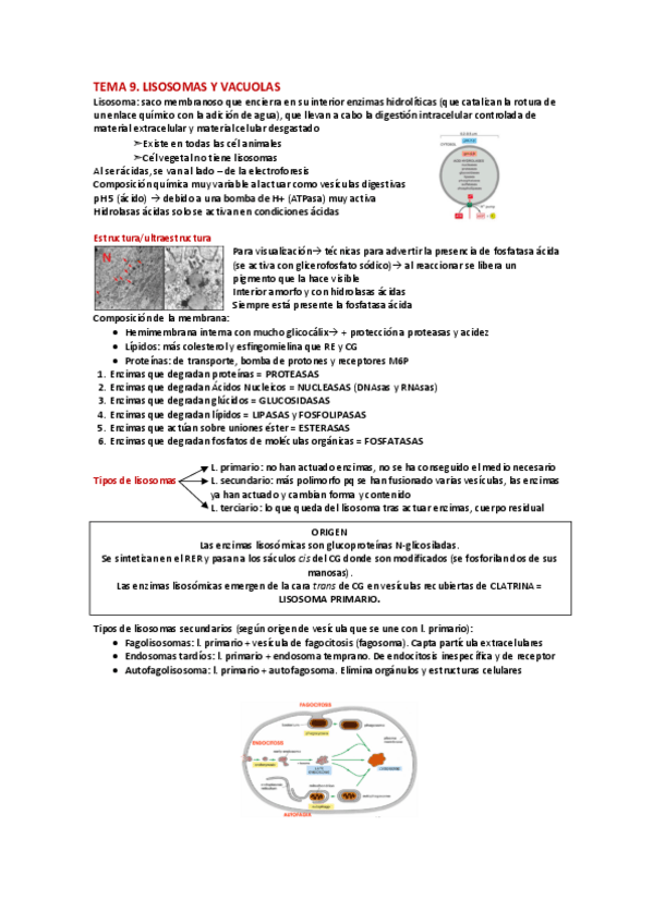Miniatura del documento T9.-Lisosomas-y-vacuolas.pdf