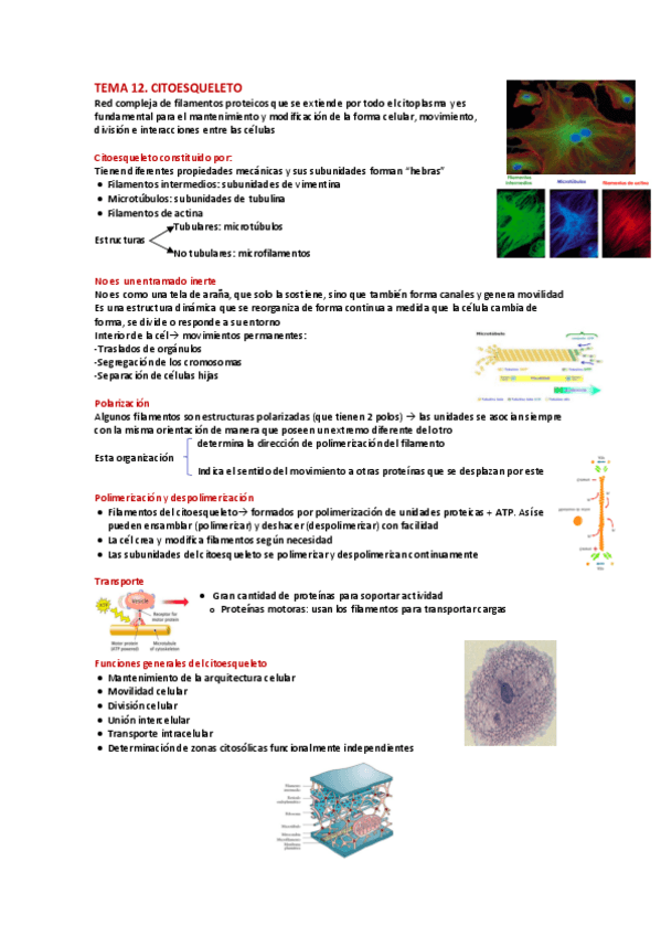 Miniatura del documento T12.-Citoesqueleto.pdf