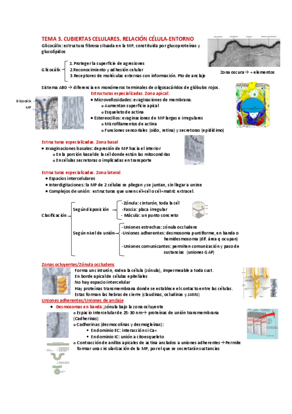 Miniatura del documento Tema-3.-Cubiertas-celulares.pdf