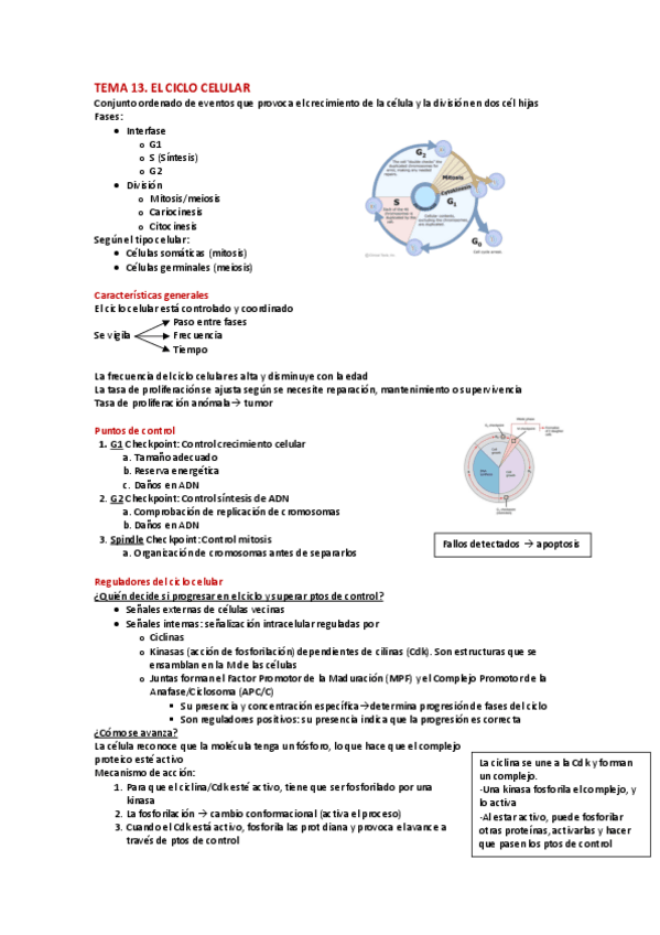 Miniatura del documento TEMA-13-Ciclo-celular.pdf