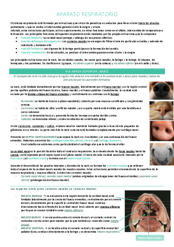 Miniatura del documento Aparato respiratorio.pdf