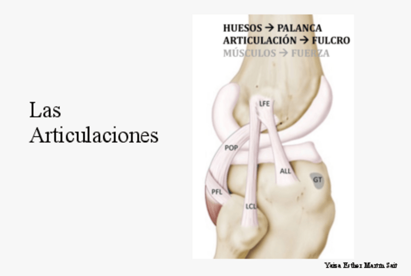 Miniatura del documento Articulaciones-Anatomia-1enf.pdf
