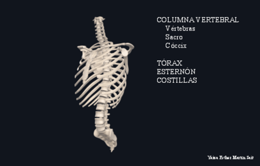 Miniatura del documento Esqueleto-Axial-Anatomia-1enf.pdf