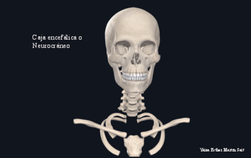 Miniatura del documento Huesos-del-Craneo-Anatomia-1enf.pdf