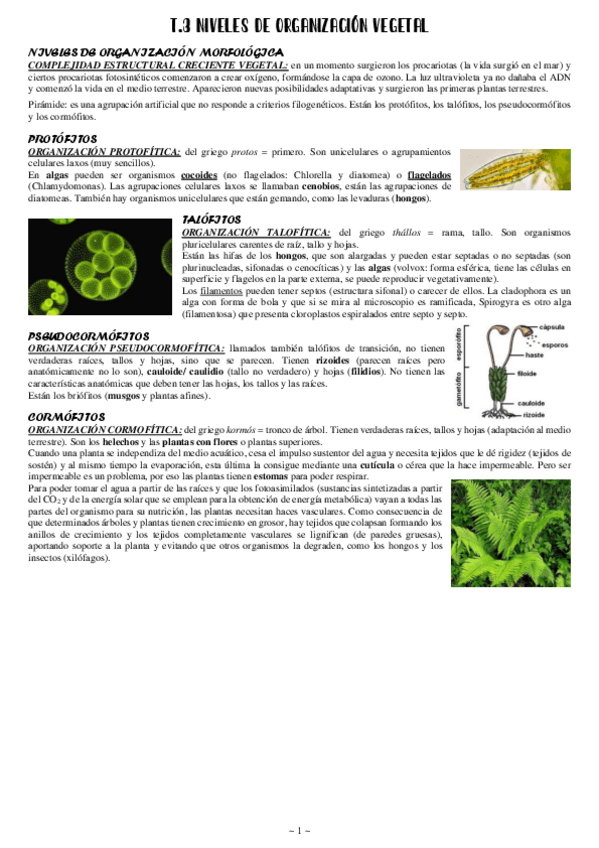 Miniatura del documento 3 Niveles de organización vegetal.pdf