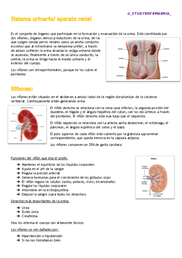 Miniatura del documento Sistema-urinario.pdf