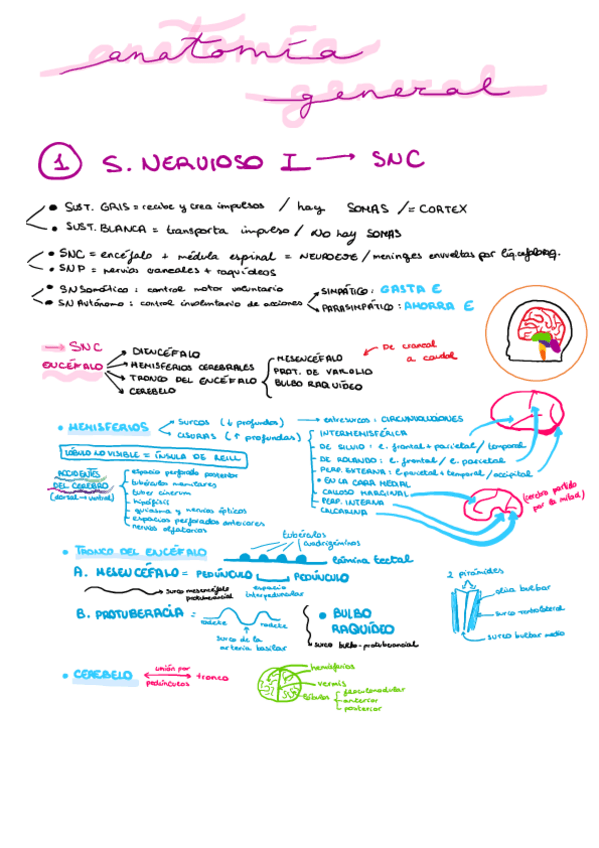 Miniatura del documento esquemas-libro-anato.pdf