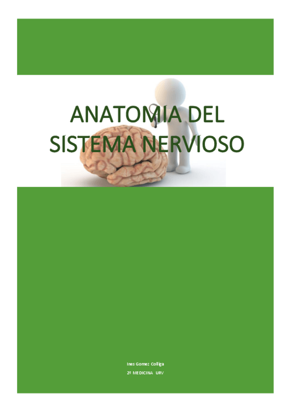 Miniatura del documento ANATOMIA-DEL-SISTEMA-NERVIOSO-2o-MEDICINA.pdf
