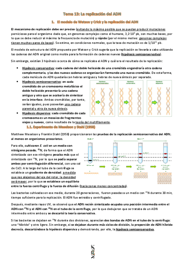 Miniatura del documento U13.-La-replicacion-del-ADN.pdf