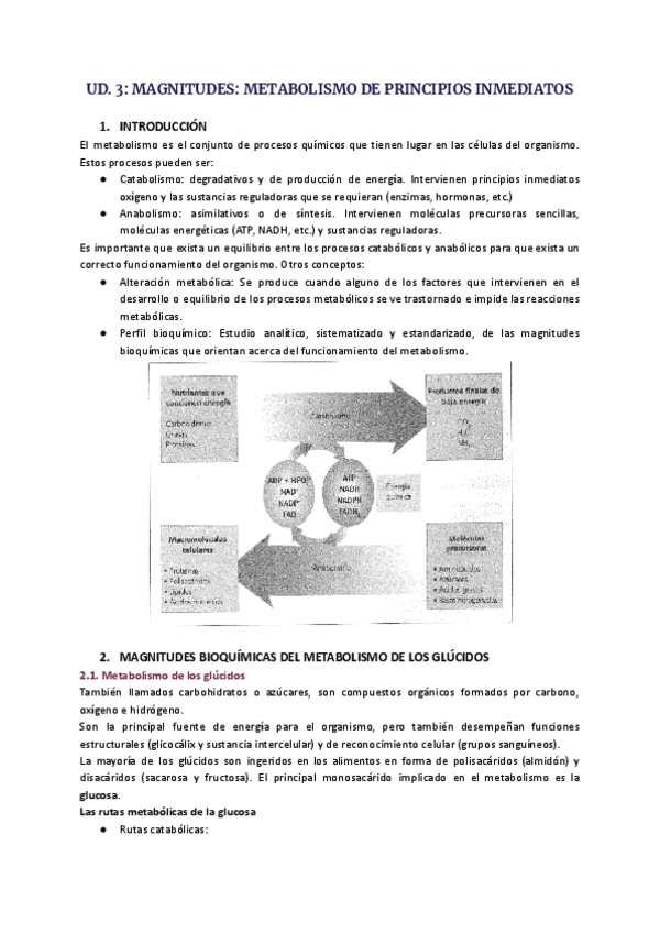 Miniatura del documento UD.3-Magnitudes-metabolismo-de-principios-inmediatos.pdf