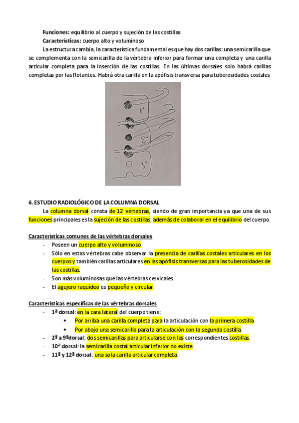Miniatura del documento Anatomia-Dorsal-Lumbar-Sacro-y-Coxis.pdf