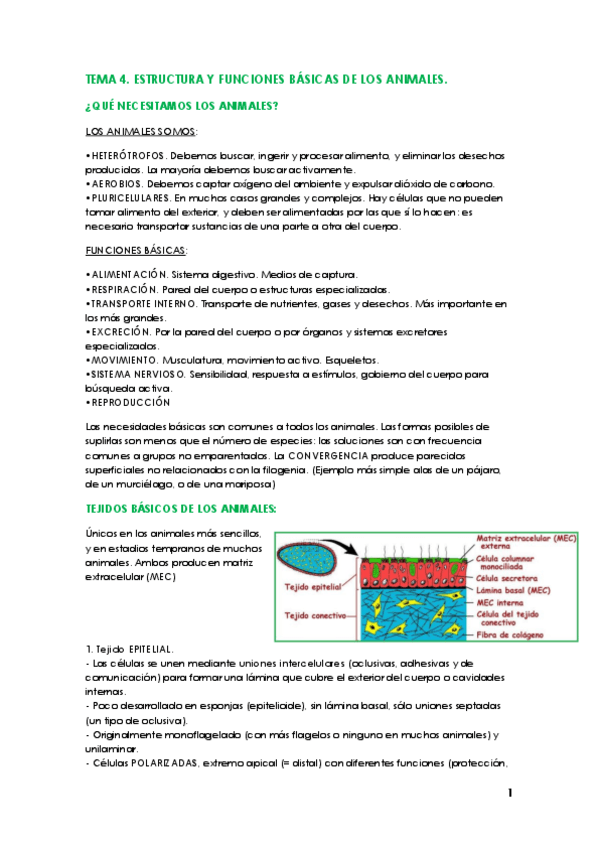 Miniatura del documento TEMA 4 ZOO.pdf