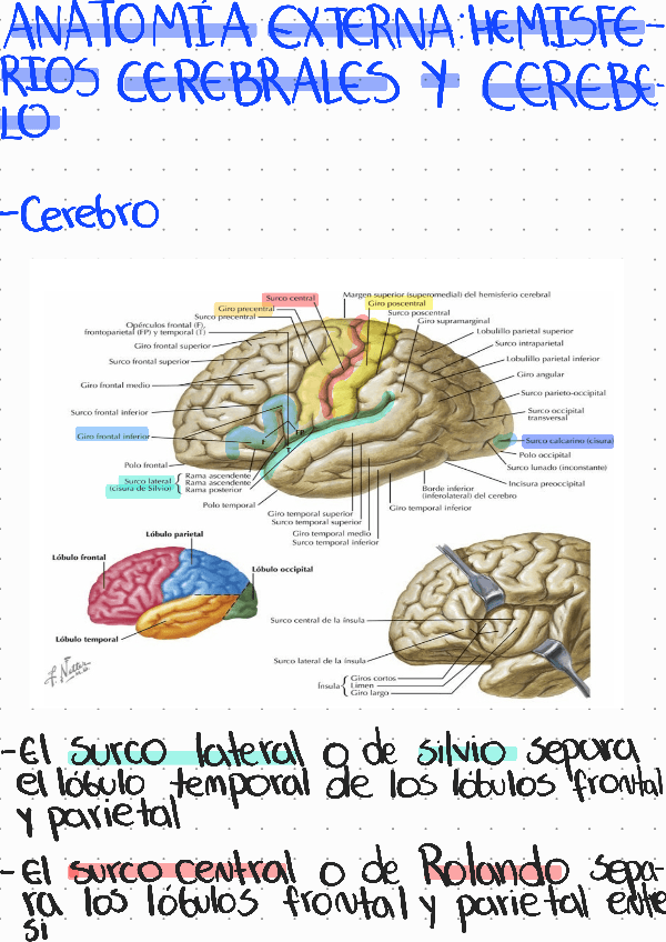 Miniatura del documento Anatomia-externa-Hemisferios-cerebrales-y-cerebelo.pdf