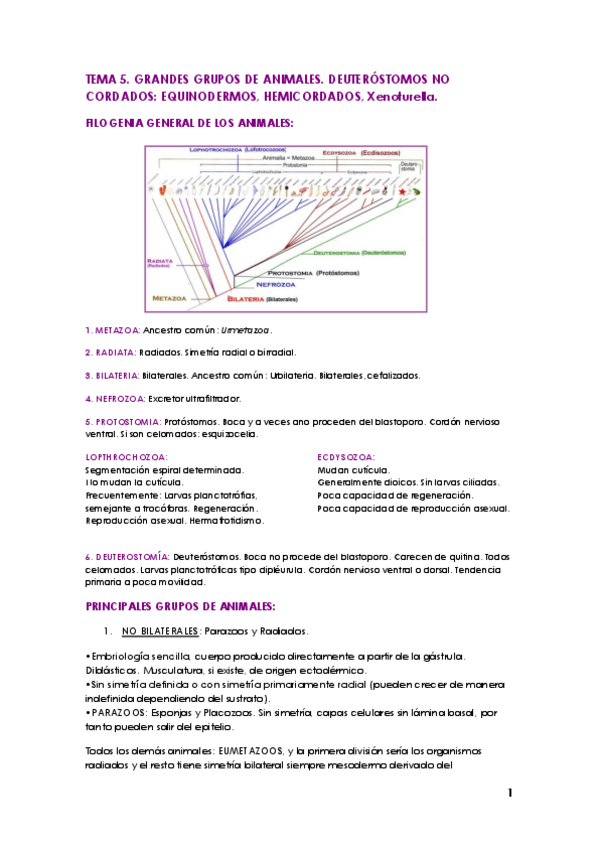 Miniatura del documento TEMA 5 ZOO.pdf