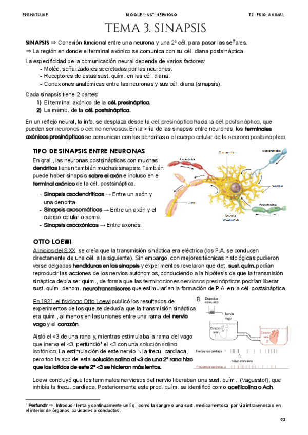Miniatura del documento Tema-3-Sinapsis.pdf